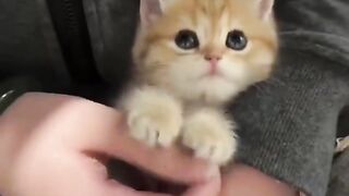 A cat who wants to put his hand on top