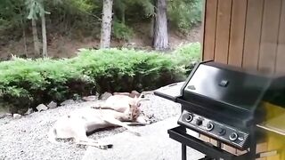 I just witness murder on my backyard