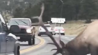 This elk rushed onto the highway, never attacking cars.  #truestory #animals