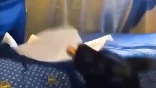 ????funny animal videos that i found for you #60????