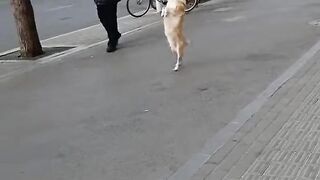 Very beautiful dog 2