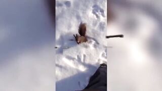 Fun with squirrels.