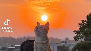 Funny moment with cat 2