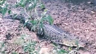 The little dog chase away crocodile
