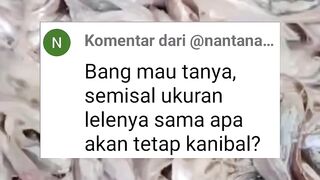 Semisal ukuran ikan lele SAMA RATA apakah akan tetap KANIBAL❓