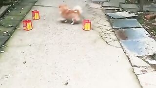 Very beautiful photo puppy funny