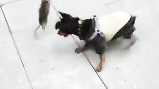 Dog Pappu