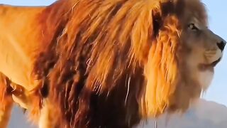 animals danger lion