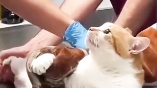 cat is smart