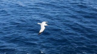 Birds 26