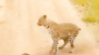 Funny video #12
