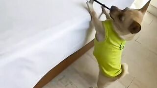 Funny video #12 2