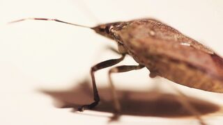 Un insecte