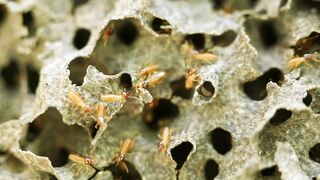 Les Termites