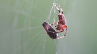 Insecte et araignée