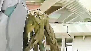 Gamora cuts off Groot's Hands _ The Guardian of the Galaxy _ #shortvideo #groot