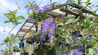 Petrea volubis flower