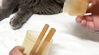Cat funny 37