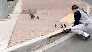 Helping ducks up from a busy curb