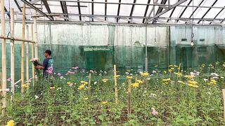 flower harvest