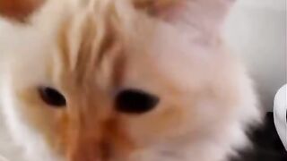 the cat sound