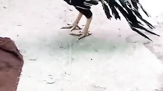 single beak