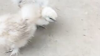 Double eye
