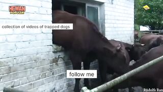 Trapped dog