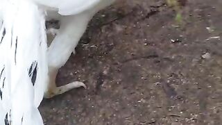 Long tail ll beautiful birds