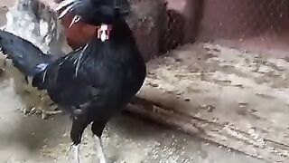 Pani ka bartan