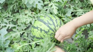This summer cant be without watermelon