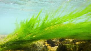 Xishuangbanna Moss - The Unique -Seaweed- of the Lancang River
