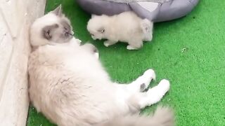 Very beautiful puppy Very beautiful kit
