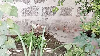 In the flower bed