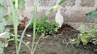 Aik pool that may Jo kill na Saka