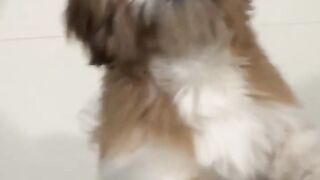beautiful puppy 2