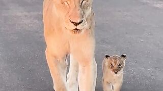 Very beautiful lion cub