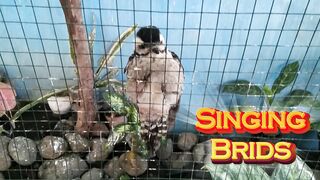 BIRDS TIME SINGING TIME