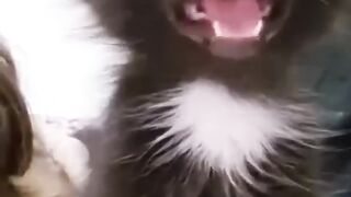 funny animals 73