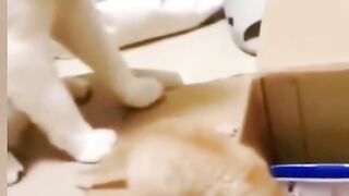 funny cat 111