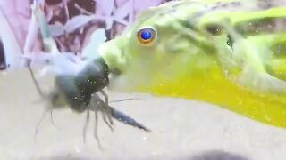 Beautiful short video 3