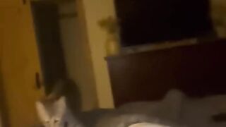 Cat puts her baby to sleep