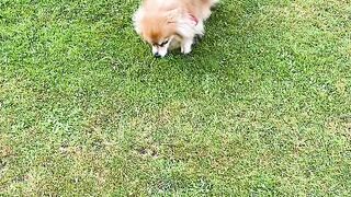 Cute Puppy 6