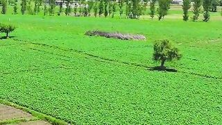 status,status video,status song,status whatsap,beast song,good song,video,natural 286