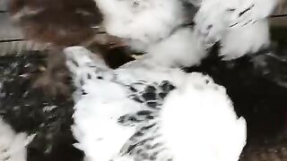 Wakhlay chargi chargan