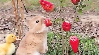 Bunny eating fruits