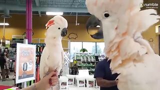Romantic Moments Cockatoos meet each other in pet store, hilarity ensues
