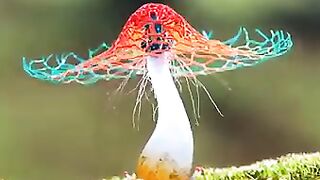 Fantastic creations