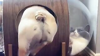 Funny animals dogs and cats
