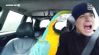 Lovely The FUNNIEST Parrots ???? ???? Best Compilation